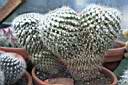 MAMMILLARIA PARKINSONII.jpg